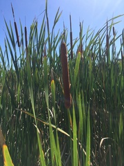 Typha