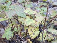 Ribes hudsonianum petiolare
