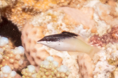 Gomphosus klunzingeri