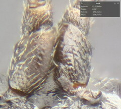 Isadelphus coriarius