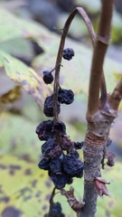 Ribes hudsonianum petiolare