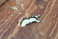 Eudryas unio