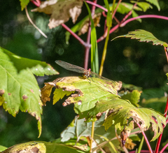 Sympetrum pallipes