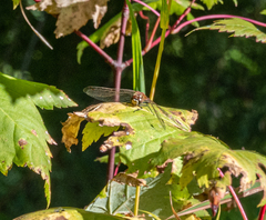 Sympetrum pallipes