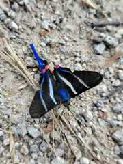 Rhetus arcius