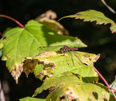 Sympetrum pallipes