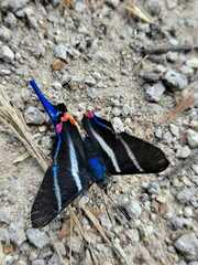 Rhetus arcius