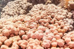 Porites nodifera