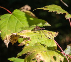 Sympetrum pallipes