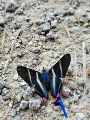 Rhetus arcius