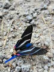 Rhetus arcius