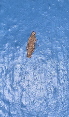 Phereoeca