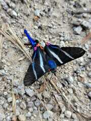 Rhetus arcius