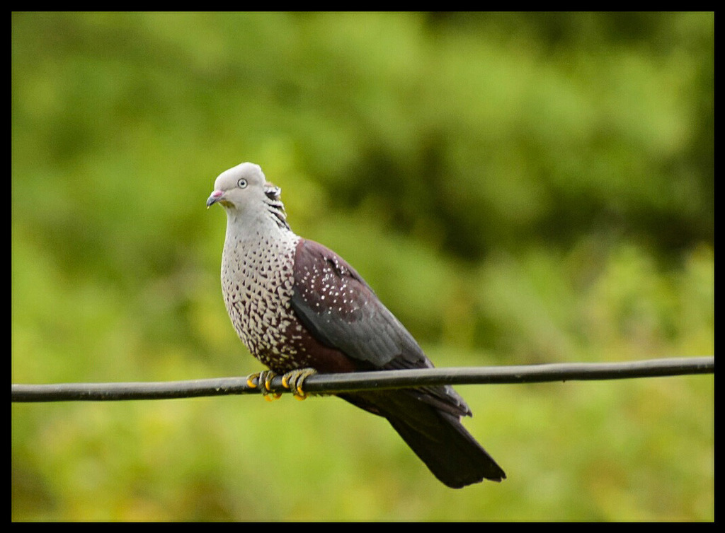 Speckled Wood Pigeon
