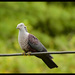Speckled Wood-Pigeon - Photo (c) Rinzy Wangchuk, some rights reserved (CC BY-NC), uploaded by Rinzy Wangchuk