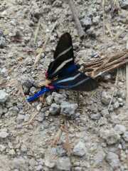 Rhetus arcius