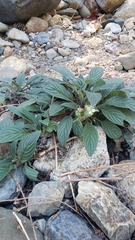Phacelia hastata var. hastata