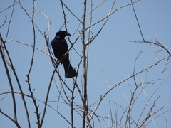 Molothrus bonariensis