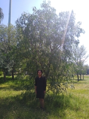 Vachellia pennatula