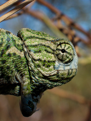 Chamaeleo chamaeleon chamaeleon