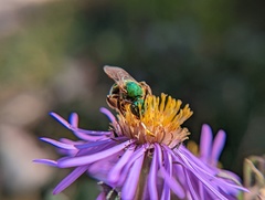Agapostemon sericeus