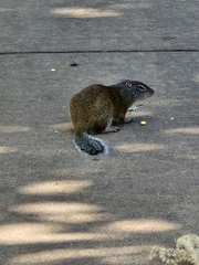 Poliocitellus franklinii