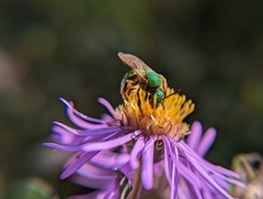 Agapostemon sericeus