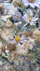 Symphyotrichum ascendens