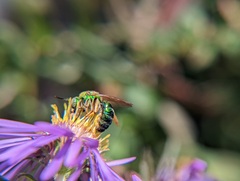 Agapostemon sericeus