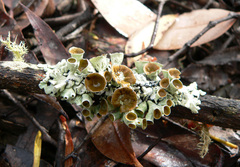 Hypogymnia enteromorphoides