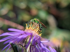 Agapostemon sericeus