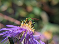 Agapostemon sericeus