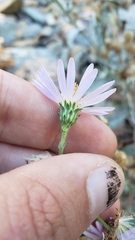 Symphyotrichum ascendens
