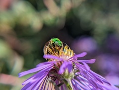 Agapostemon sericeus