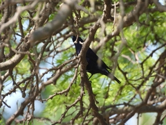 Molothrus bonariensis