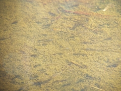 Cyprinodon variegatus