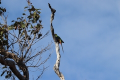 Purpureicephalus spurius