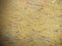 Cyprinodon variegatus