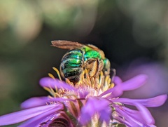Agapostemon sericeus