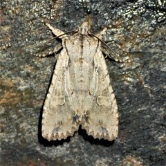 Lithophane disposita