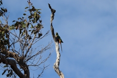 Purpureicephalus spurius