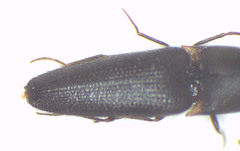 Melanoxanthus angularis