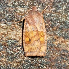 Eupsilia tristigmata