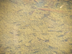 Cyprinodon variegatus