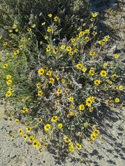Encelia canescens