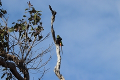 Purpureicephalus spurius