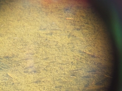 Cyprinodon variegatus