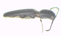 Melanoxanthus angularis