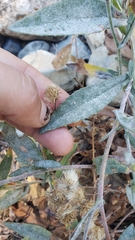 Symphyotrichum ascendens