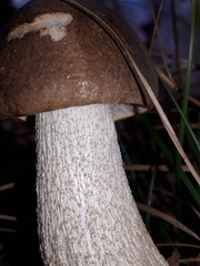 Leccinum scabrum